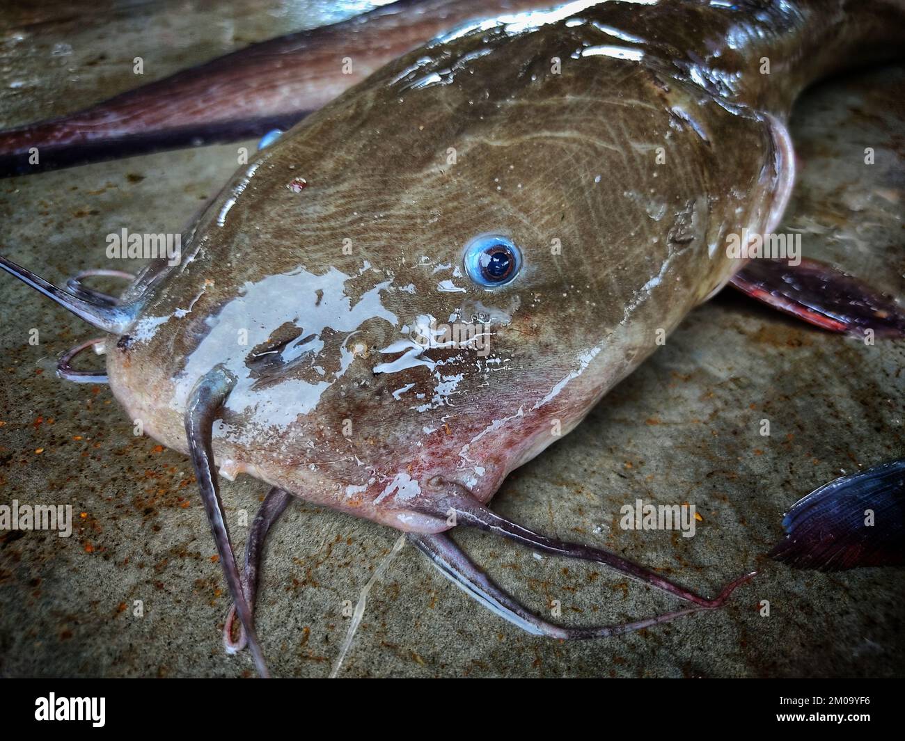 A closeup shot of a freshly caught clarias fish at a market Stock Photo