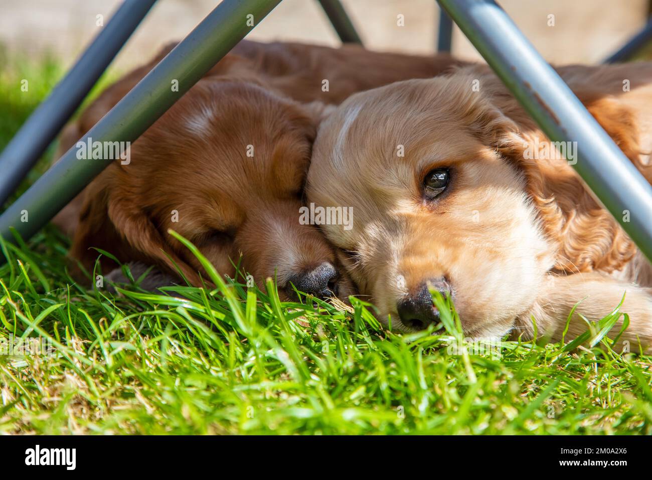 Cute brown puppy dogs sleeping in sunshine on grass uner a garden chair Stock Photo