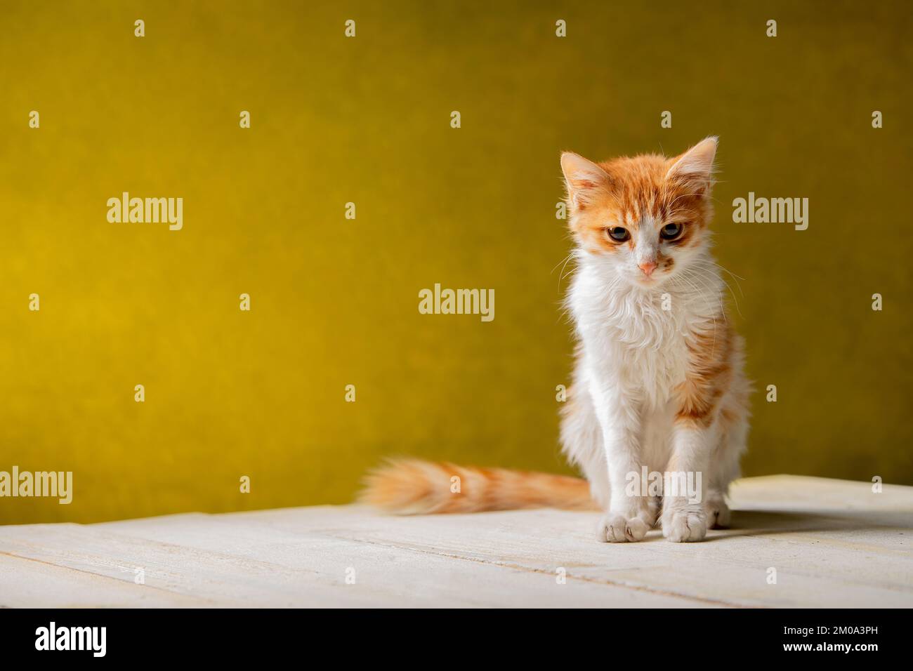 cute red kitten is standing on the white wooden table Stock Photo
