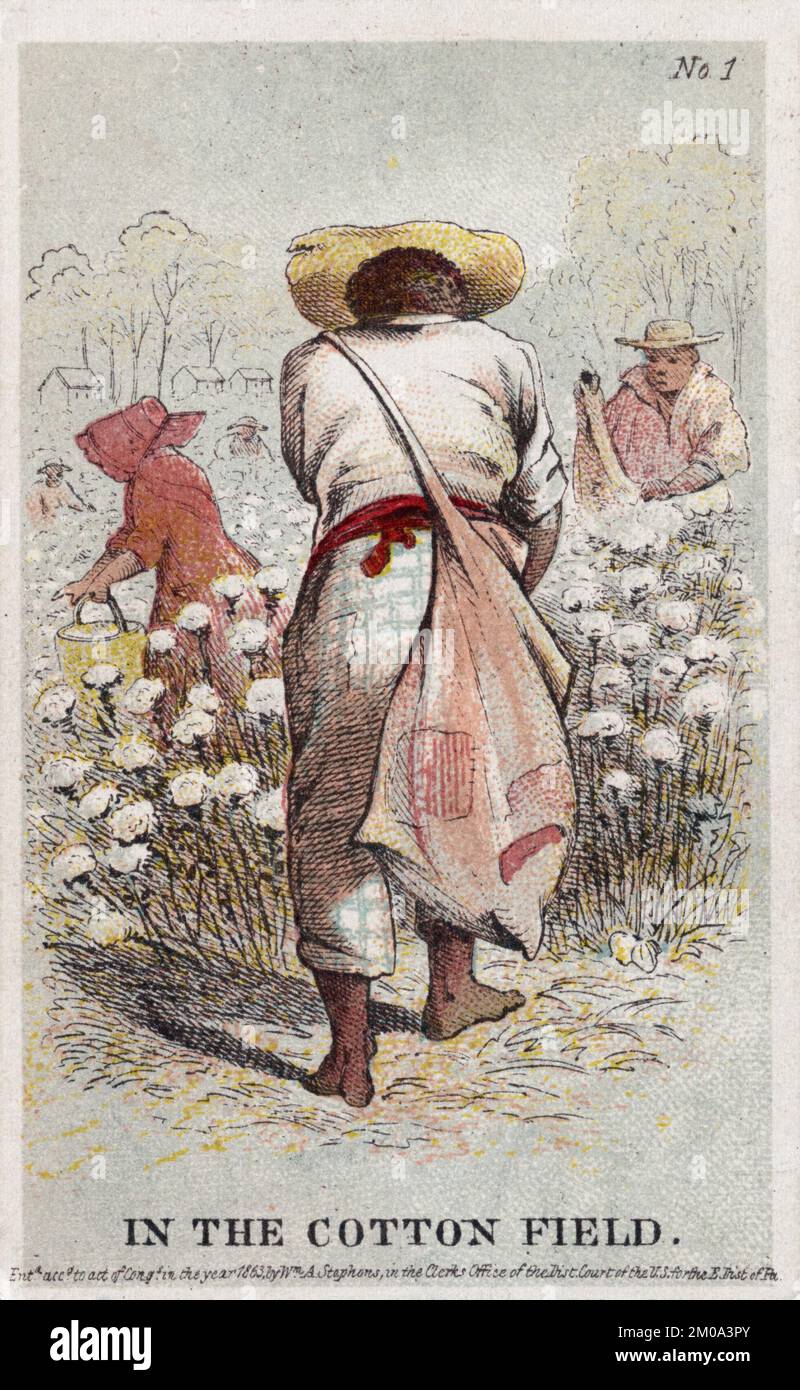 Vintage illustration circa 1863 showing African American men and women slaves picking cotton on