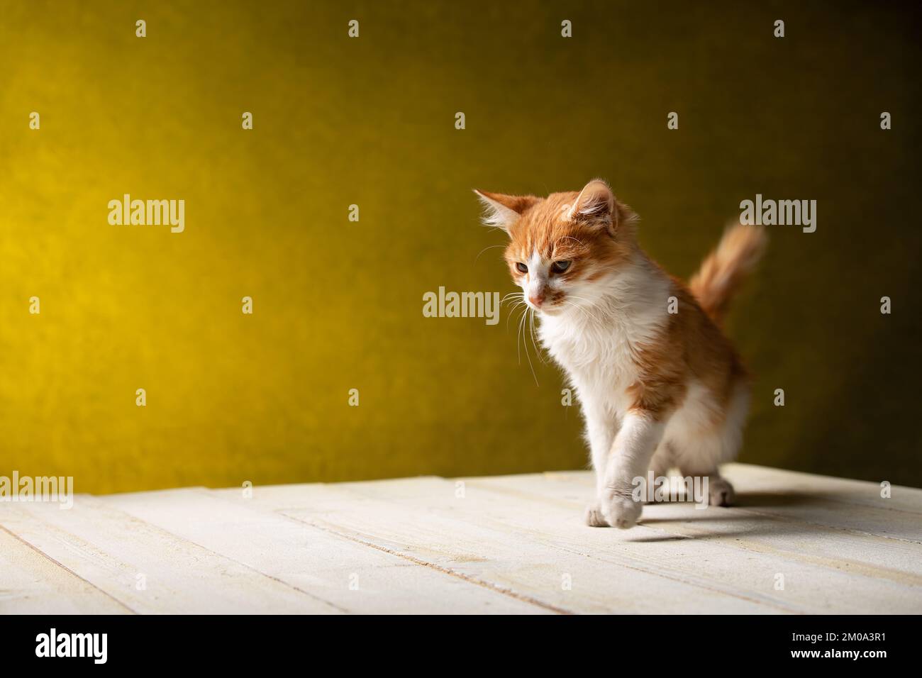 cute red kitten is standing on the white wooden table Stock Photo