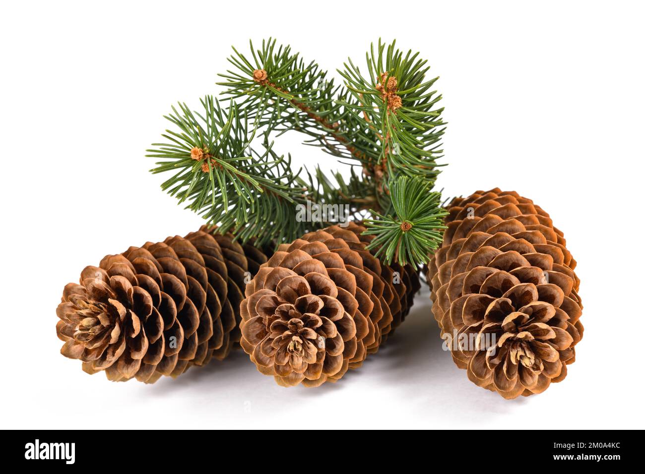 Spruce branch with cone isolated on white Stock Photo