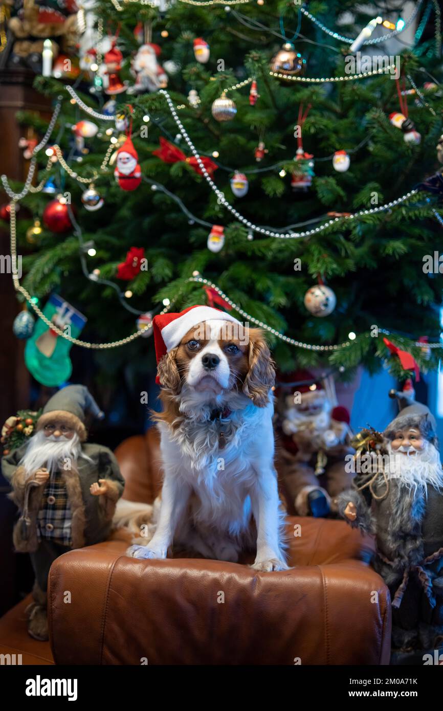 Cavalier King Charles Spaniel dog with a santa hat next to a christmas tree Stock Photo