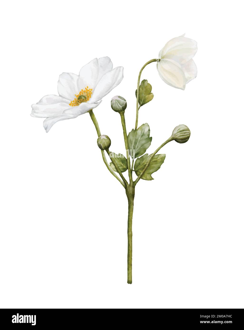 Watercolor white flower blooming. Anemones bouquet illustration isolated on white background. Suitable for decorative winter festivals, spring, weddin Stock Vector