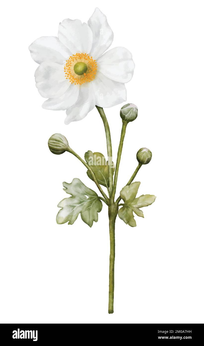 Watercolor white flower blooming. Anemones bouquet illustration isolated on white background. Suitable for decorative winter festivals, spring, weddin Stock Vector