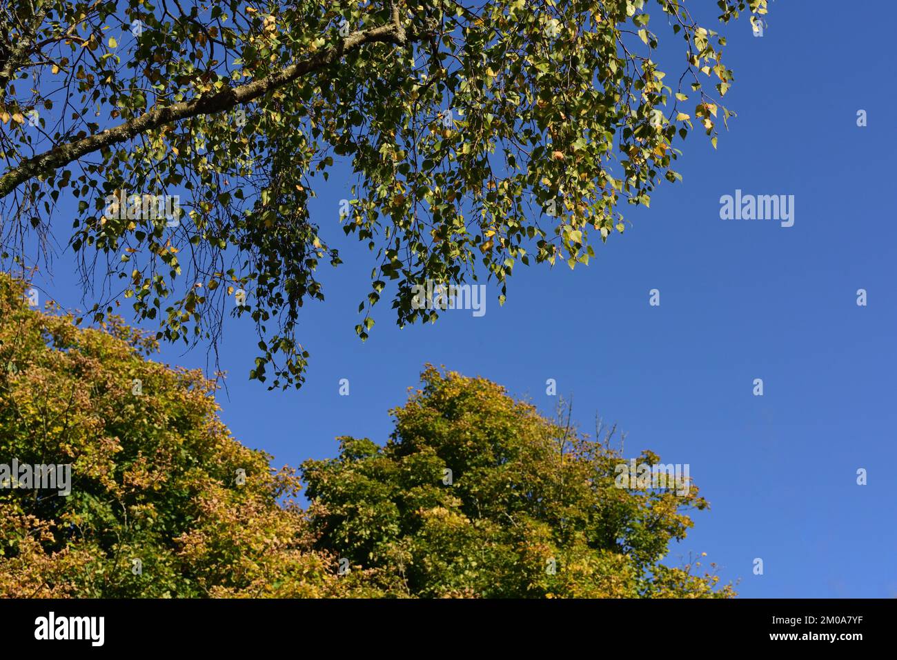 Blue sky and autumn trees Stock Photo - Alamy