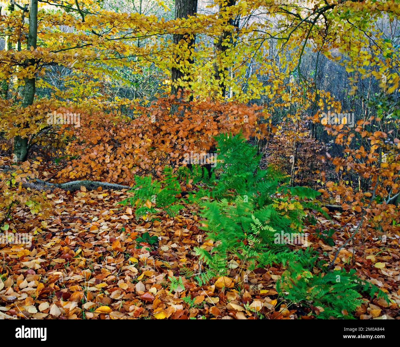 Woodland autumnal scene with colourful leaves from Beech and Birch ...