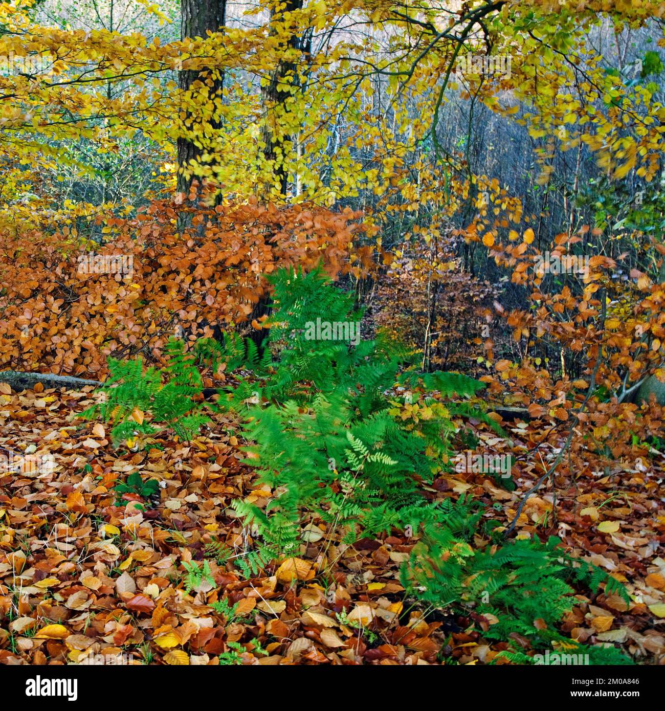 Woodland autumnal scene with colourful leaves from Beech and Birch trees set in Cannock forest