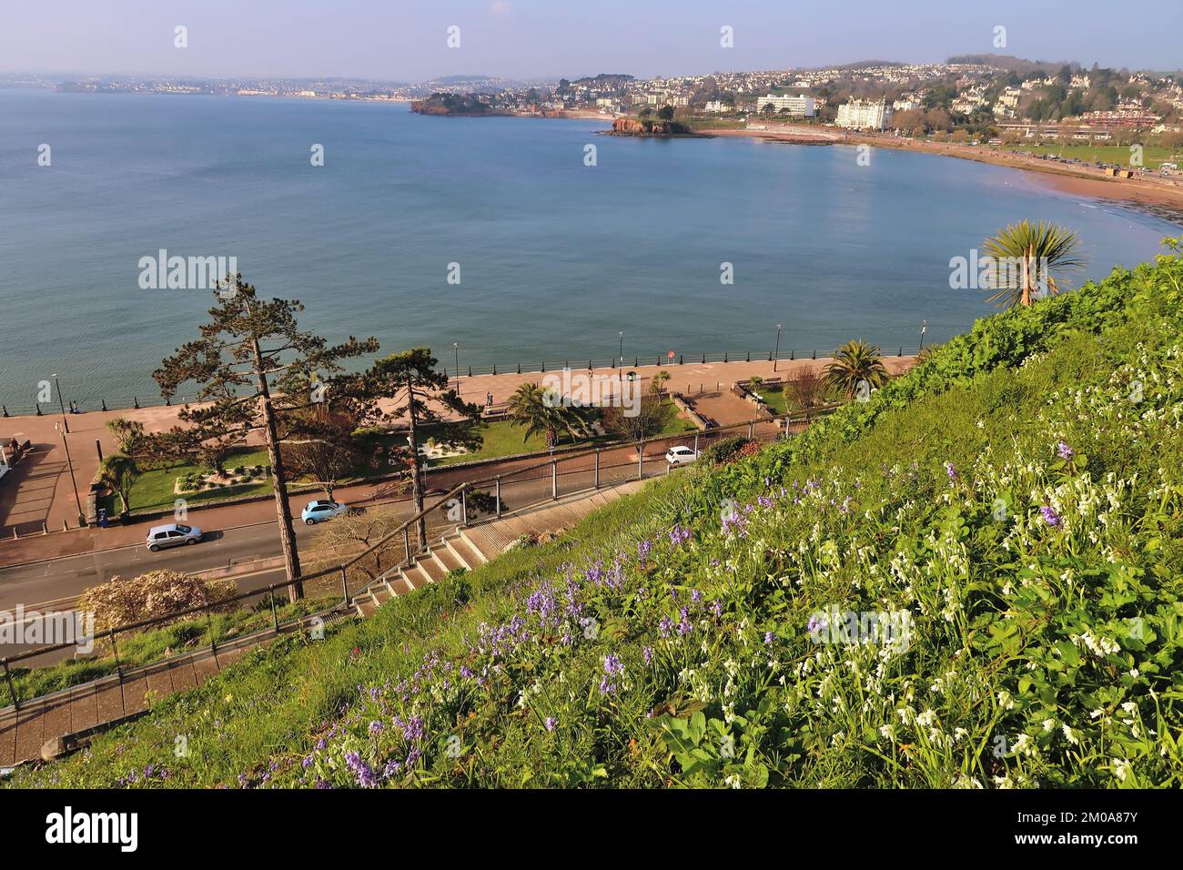 Spring flowers growing on the steep slope beneath Rock Walk, Torquay ...