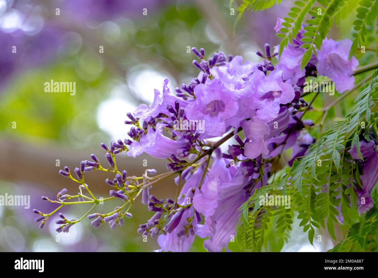 Jacaranda tree hires stock photography and images Alamy