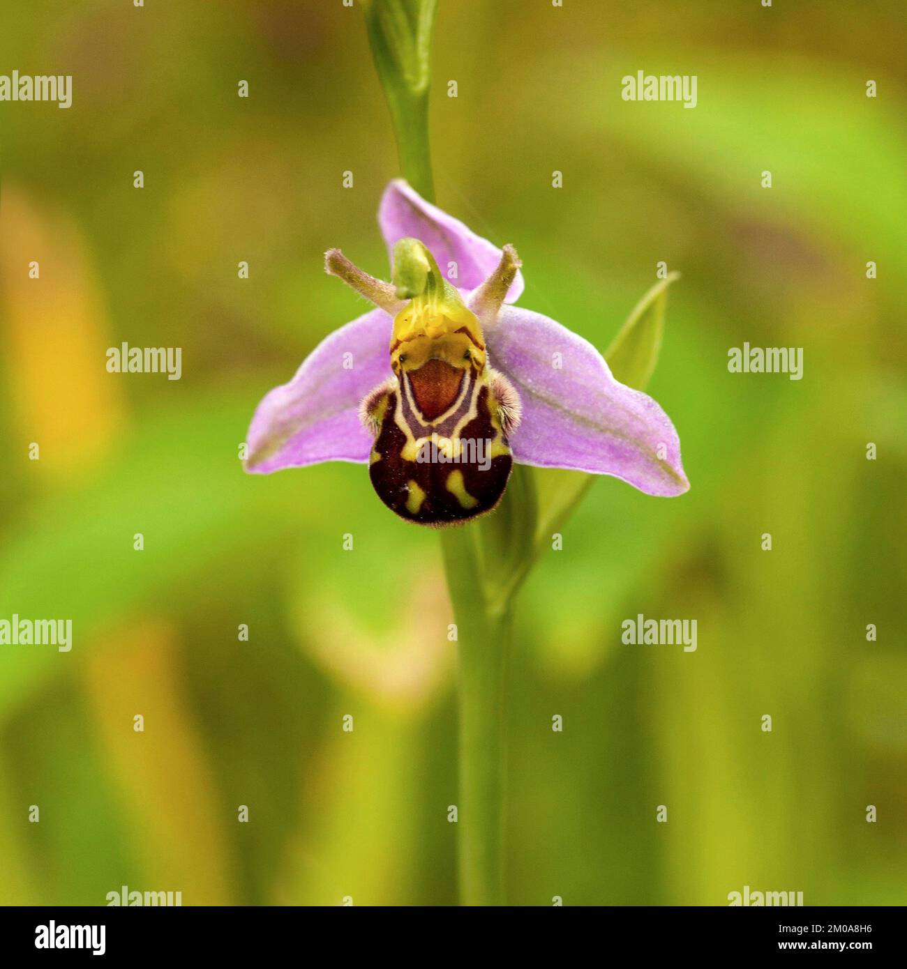 Bee Orchid Ophrys Apifera Wildflowers Hazel Slade Nature Reserve Cannock Chase AONB Staffordshire England UK Stock Photo