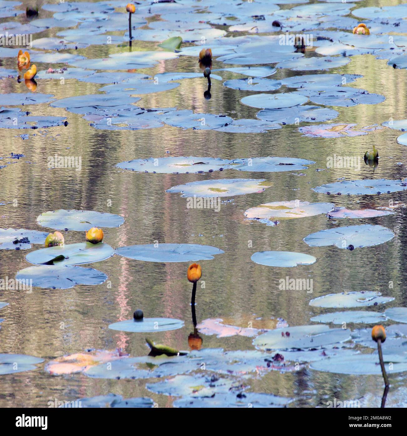 Semi Abstract colour photograph, showing woodland waters in a truly