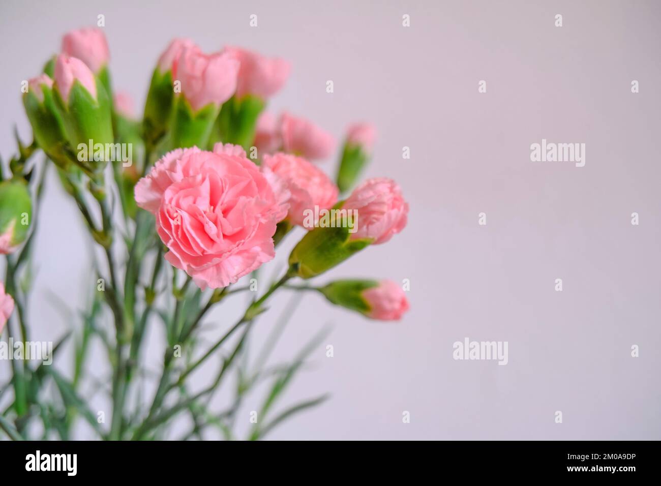 bouquet of pink carnations close-up across the white wall. Copy space. Postcard design. Floral background Stock Photo