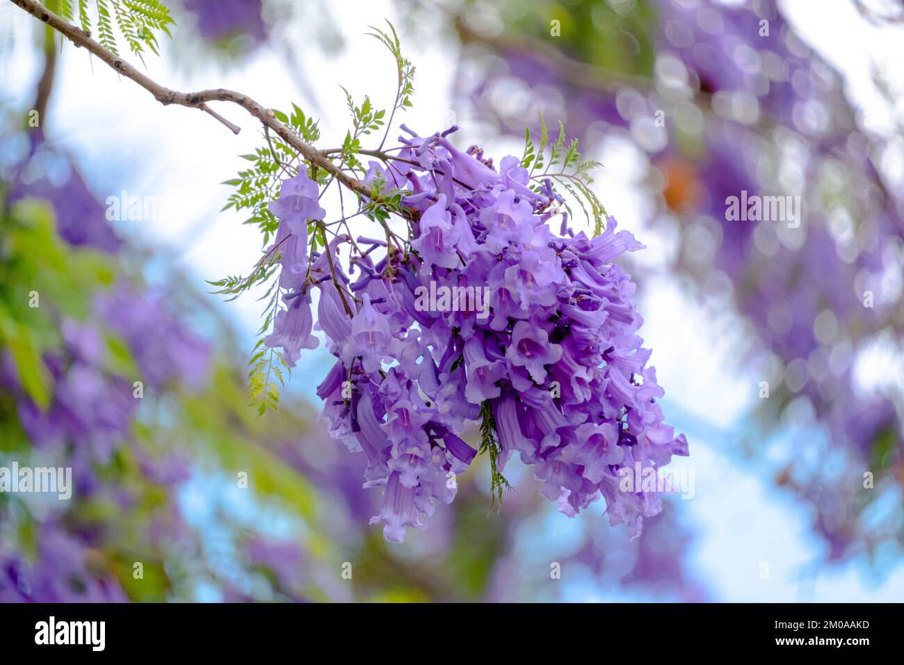 Beautiful flowers of Jacaranda in Perth, Western Australia Stock Photo