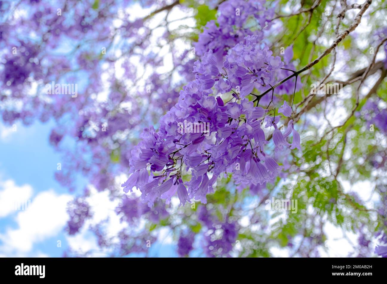 Beautiful flowers of Jacaranda and blue sky in Perth, Australia Stock Photo