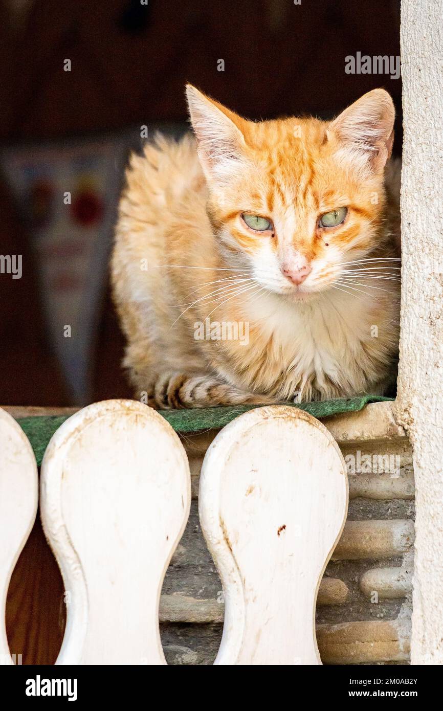 A vertical view of an orange cat sitting on a window sill Stock Photo ...