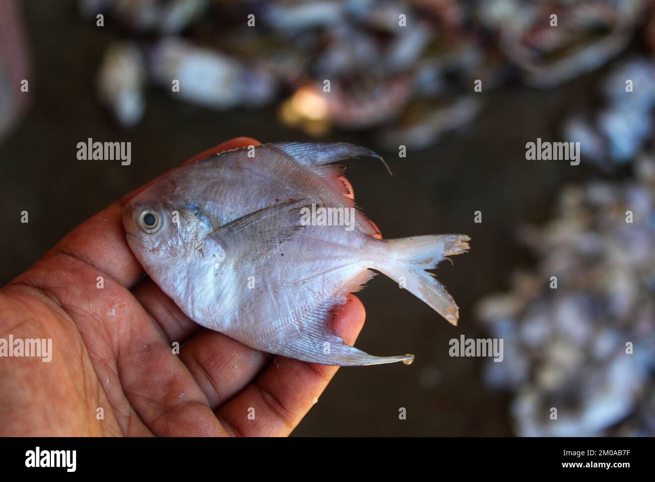 A man's hand holding a small dead fish Stock Photo