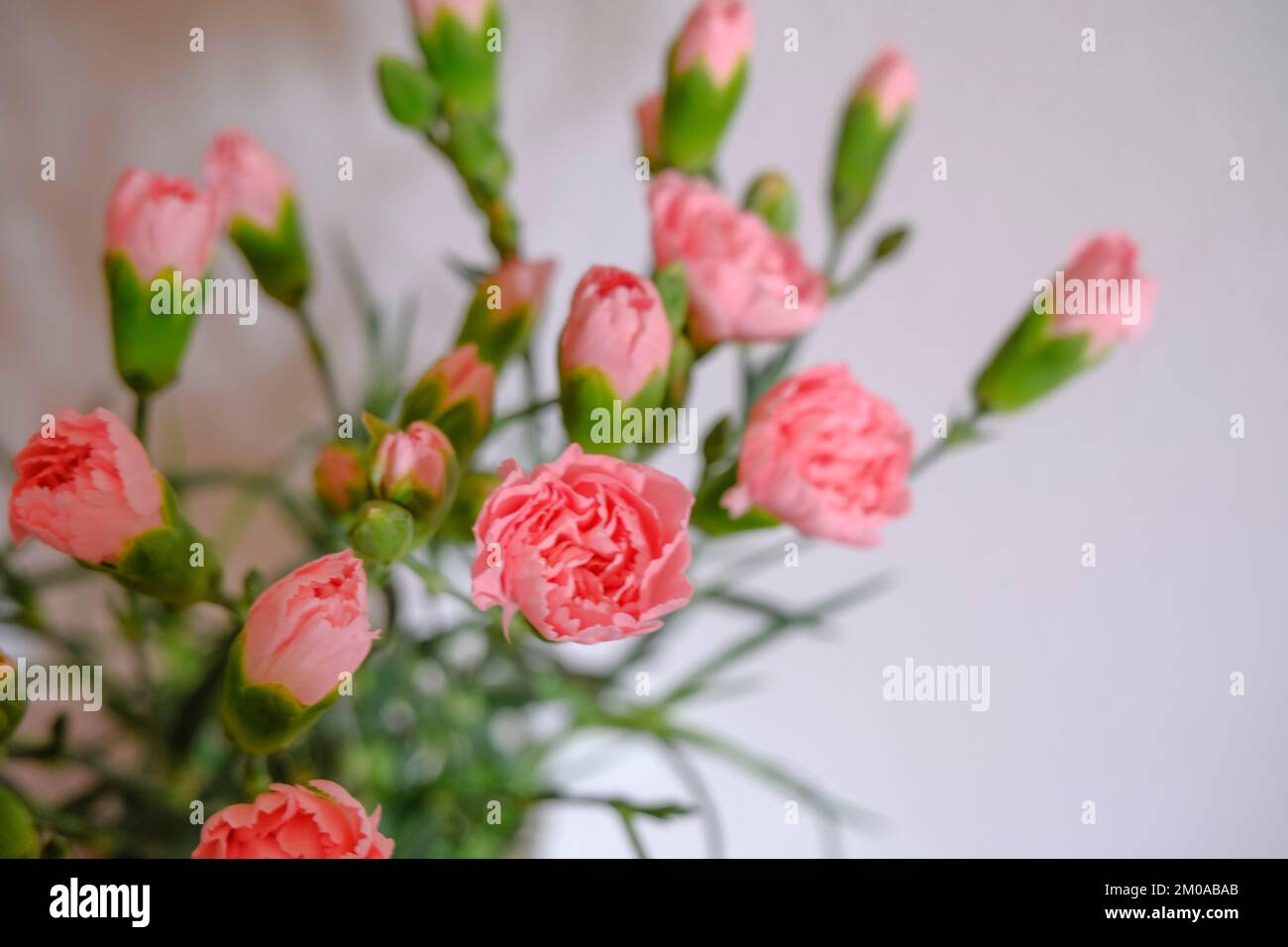 pink carnations blossoms closeup on white background. Floral background. Postcard design Stock Photo