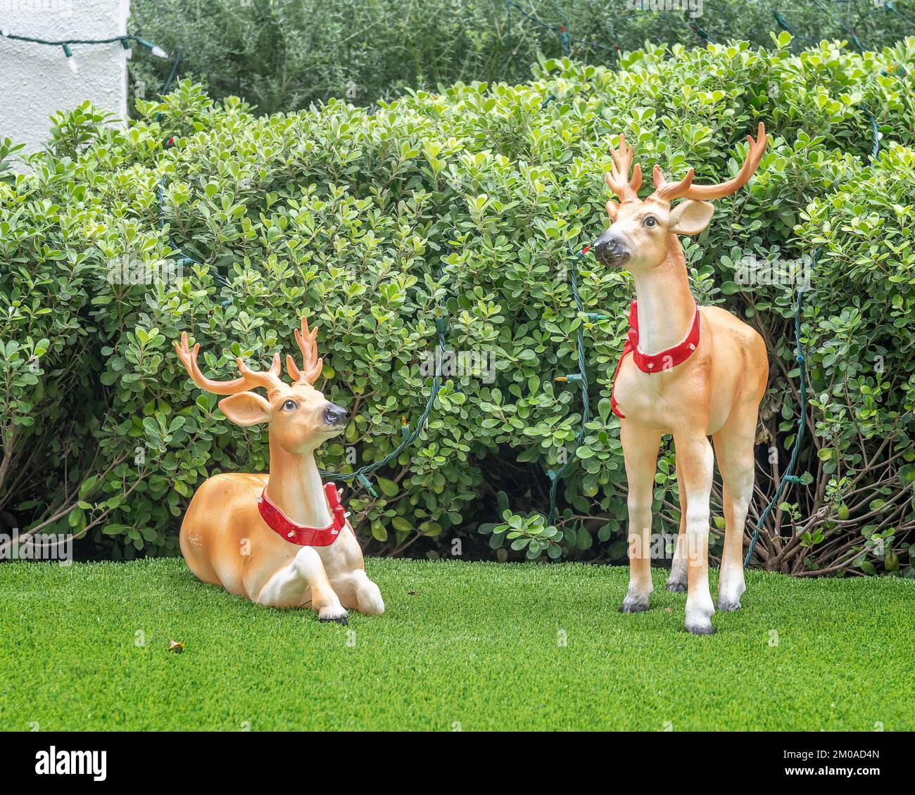 Two reindeer lawn decoration statues stand in a front yard. Stock Photo