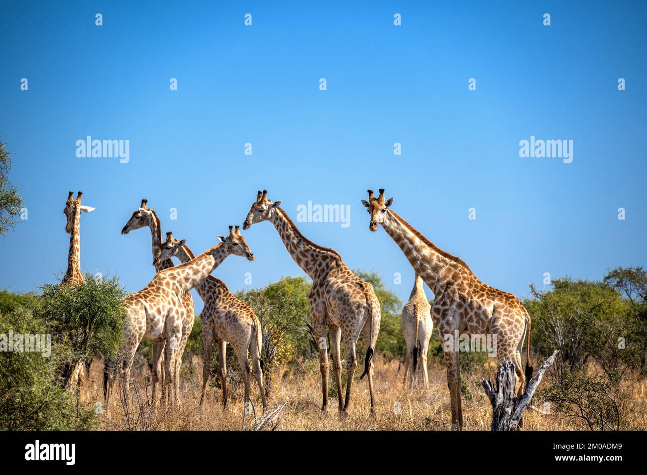 Large groupe of giraffes looking at the camera in the Okavango Delta in Botswana Stock Photo