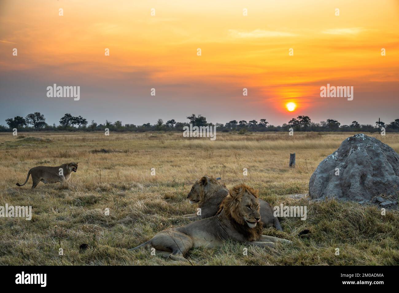 Three lions at sunset in the Moremi Game Reserve in the Okavango Delta in Botswana Stock Photo