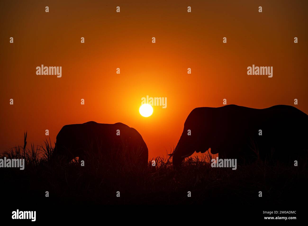 Silhouettes of two elephants set against a beautiful sunset in Chobe National Park in Botswana Stock Photo