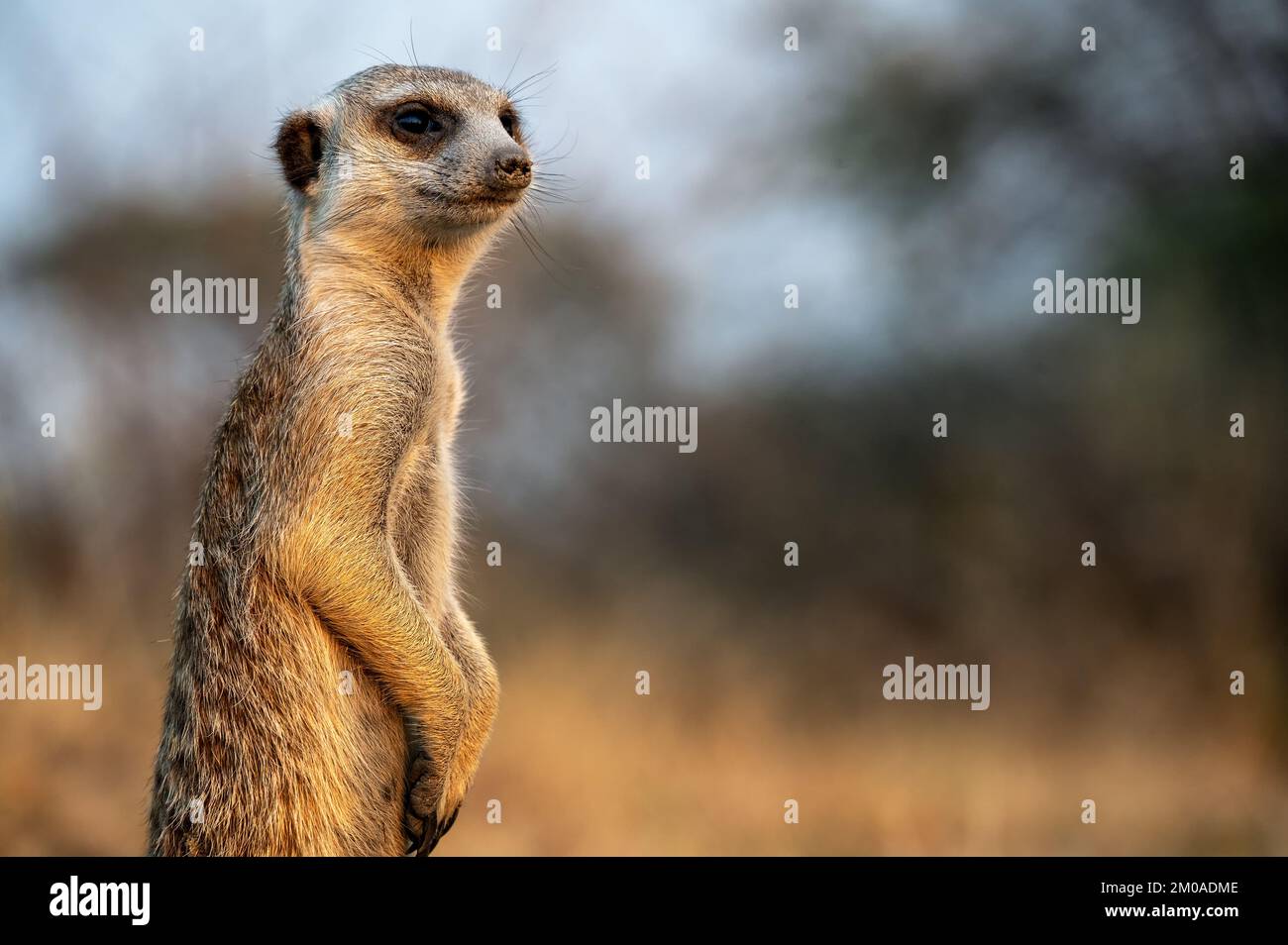 Meerkat looking around near the Makgadikgadi Salt Pan in Botswana Stock Photo