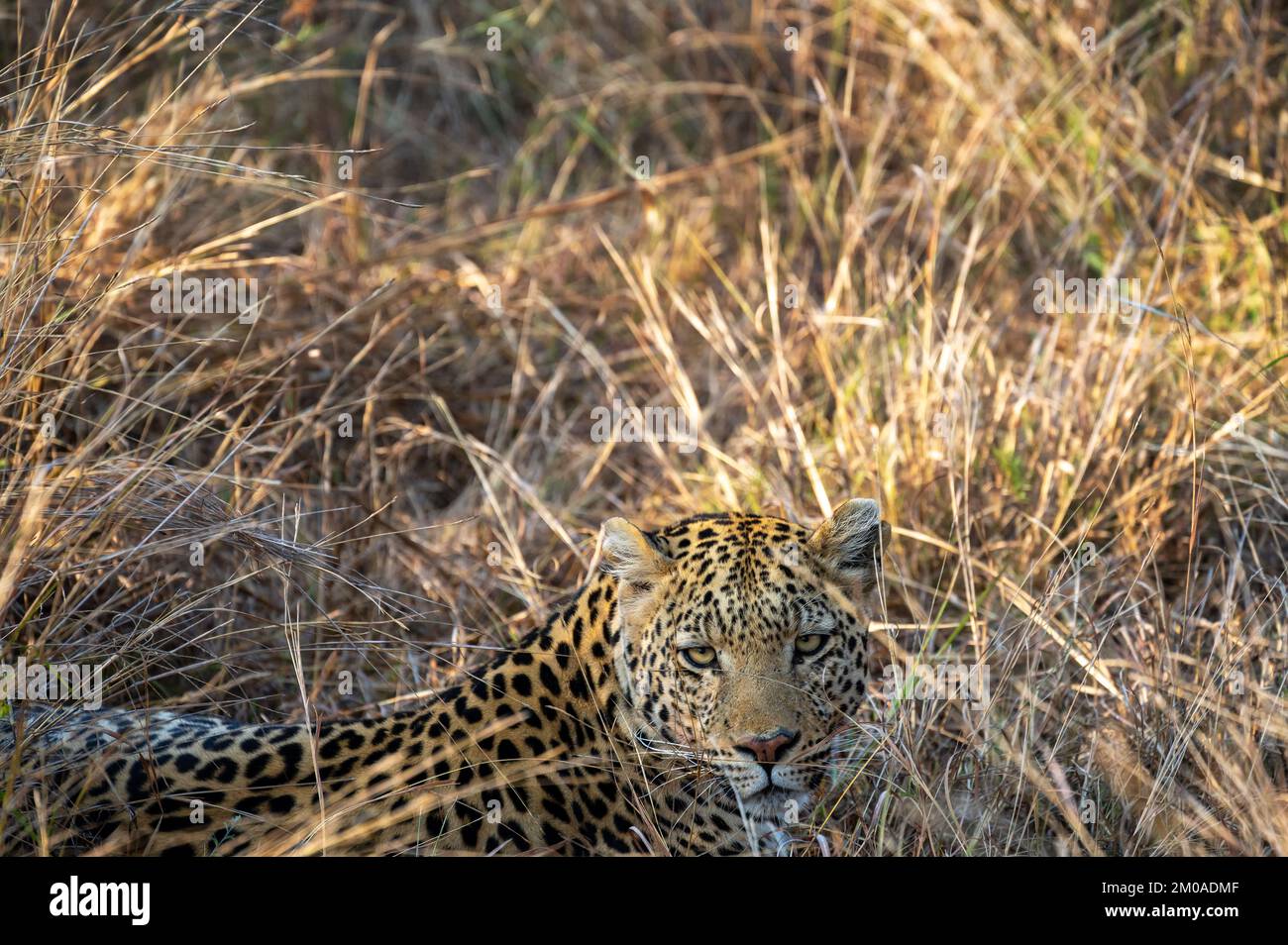 Leopard taking it easy in the grass in the Okavango Delta in Botswana Stock Photo