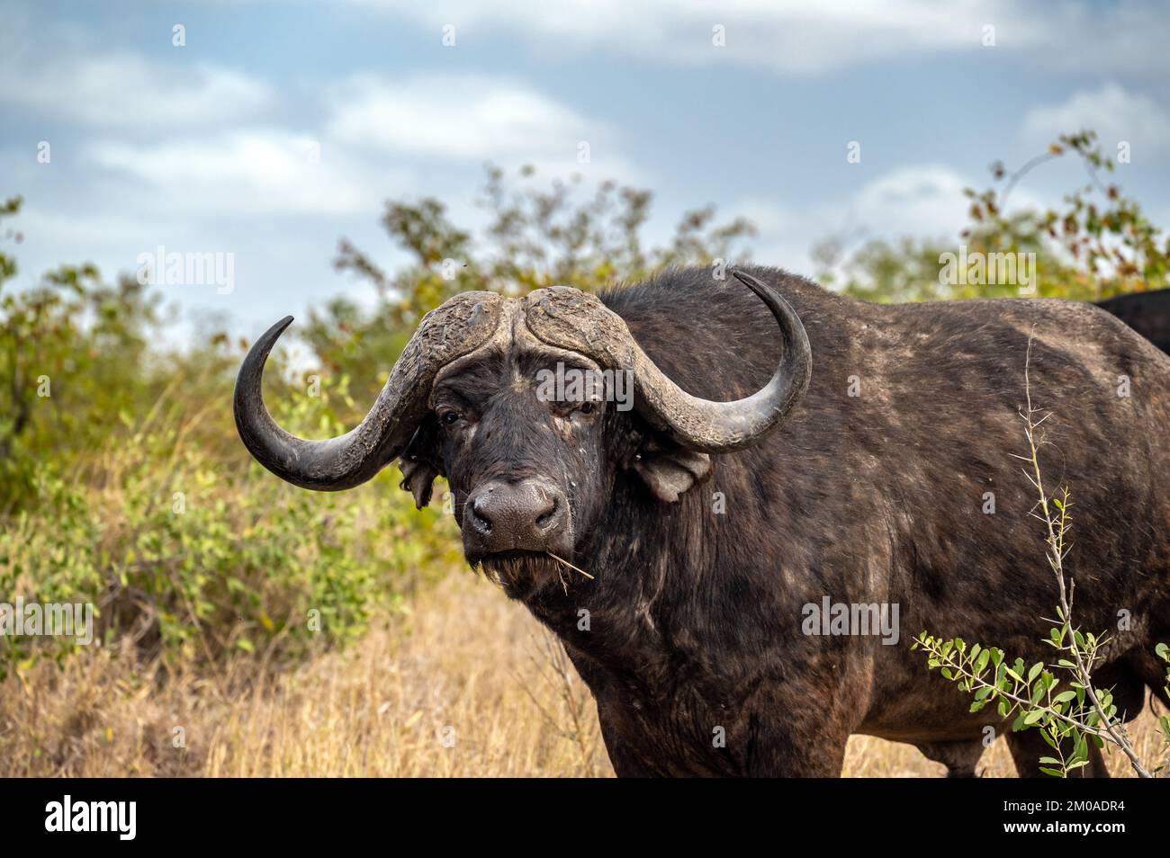 View of a buffalo in Kruger National Park in South Africa Stock Photo