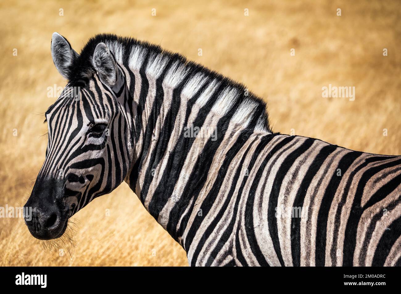 Closeup view of a beautiful zebra in Etosha National Park in Nambia Stock Photo