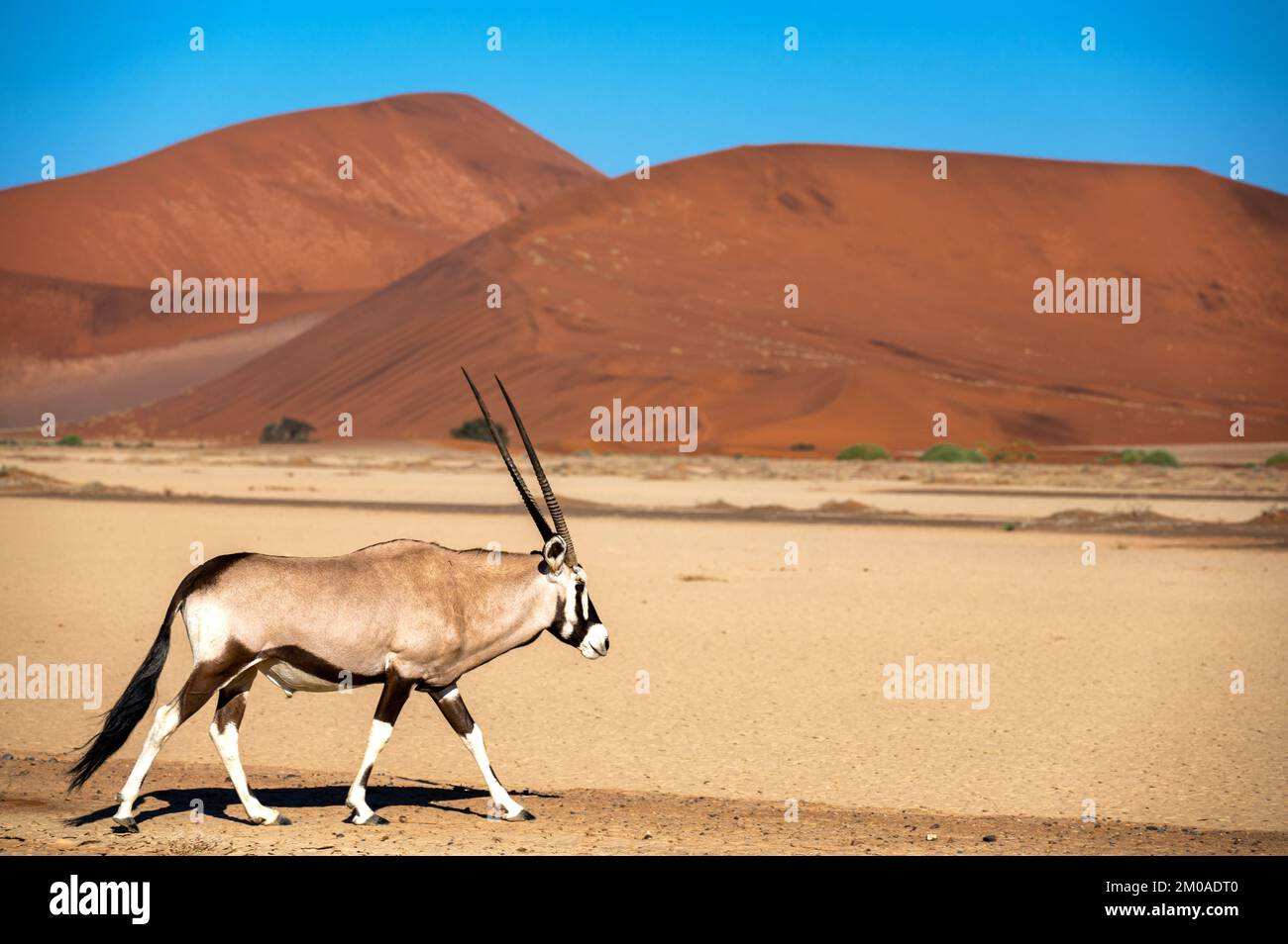 Oryx in Sossusvlei, Namibia with beautiful red sand dunes in the background Stock Photo