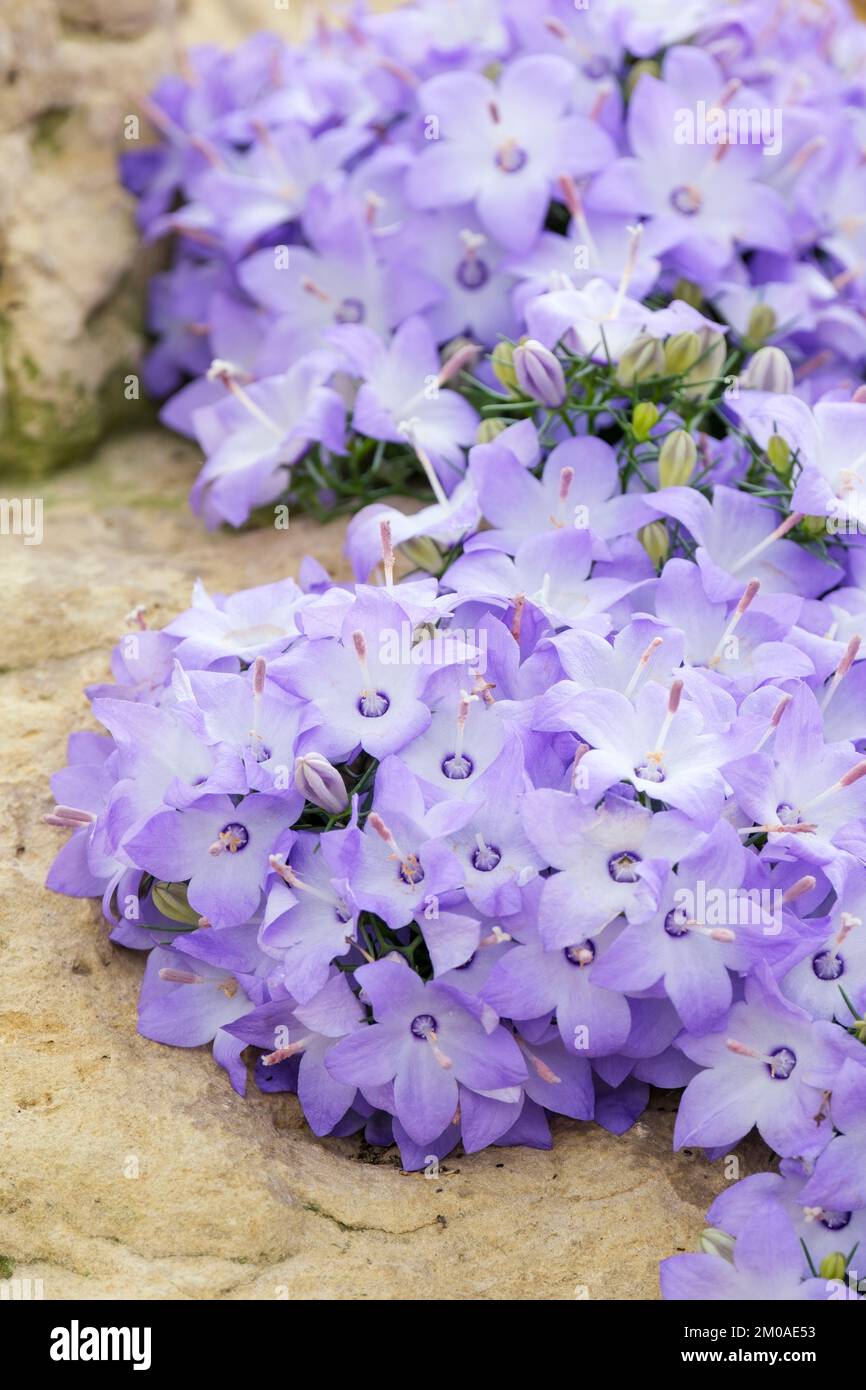 Campanula fragilis 'Hirsuta'. Pale blue bell-like flowers Stock Photo
