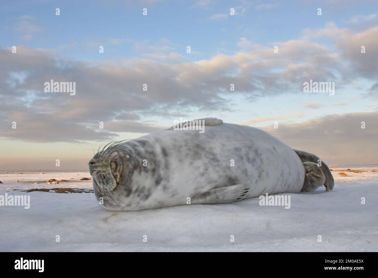 Lying around. New born baby seals in the snow, at Donna Nook, Norfolk