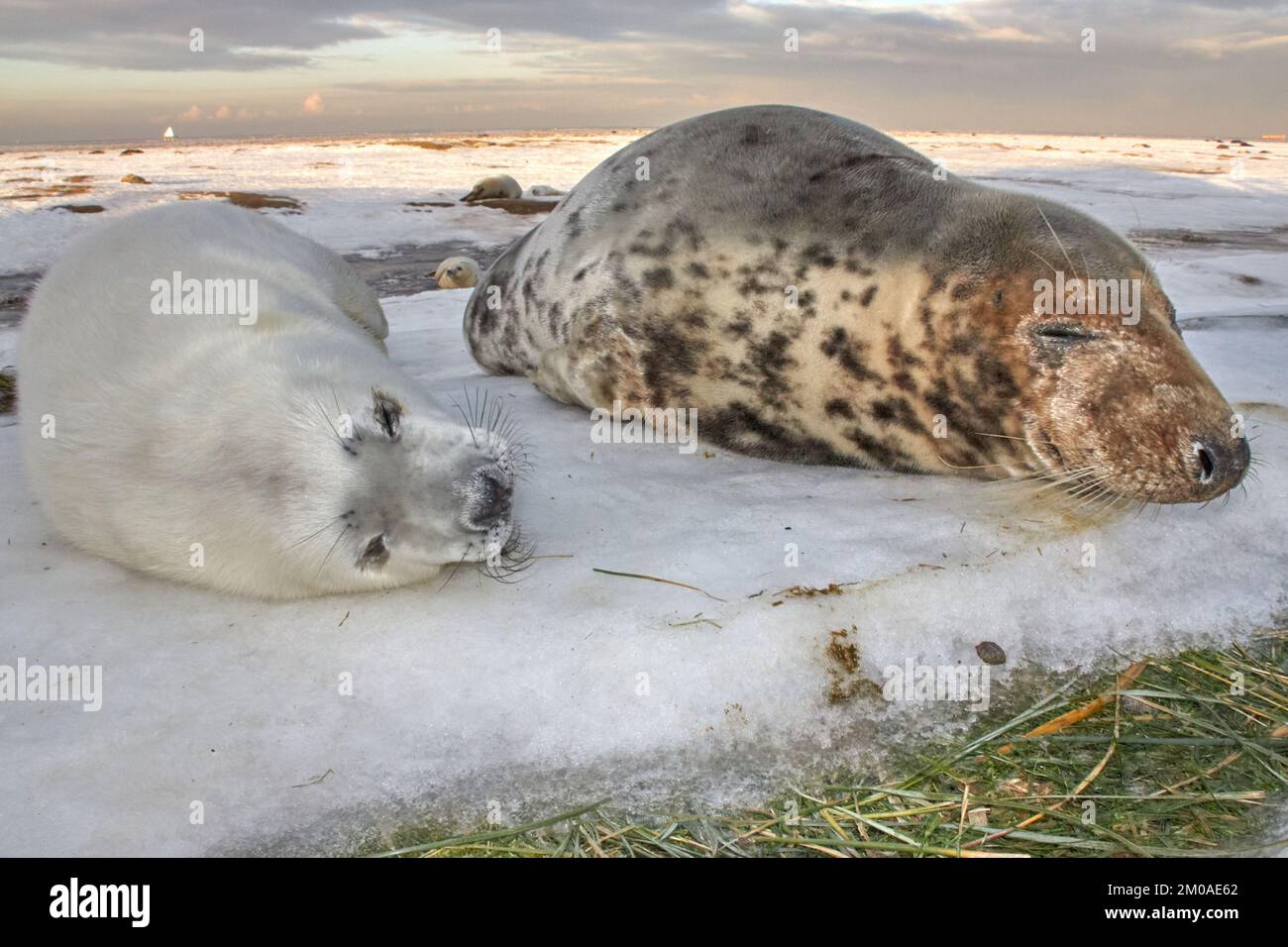 Sleeping together. New born baby seals in the snow, at Donna Nook