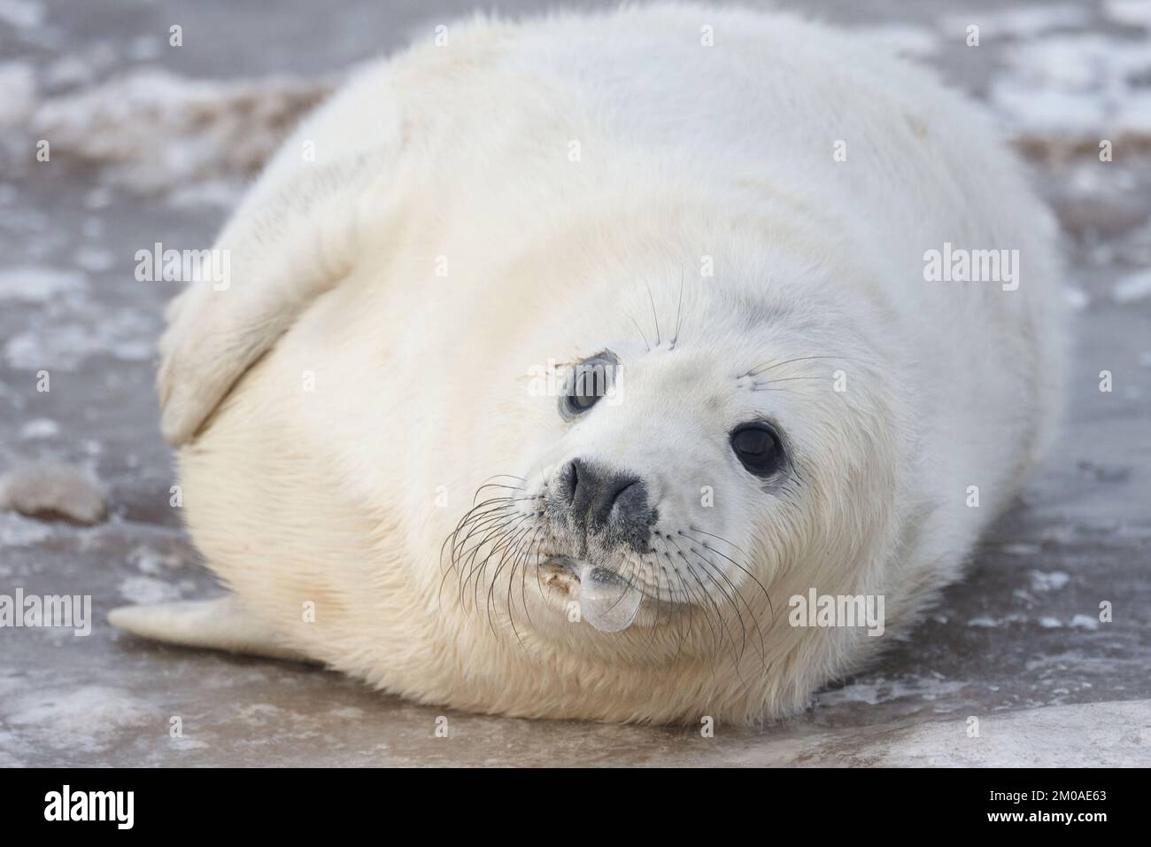 New born baby seals in the snow, at Donna Nook, Norfolk  EnglandLincolnshire, UK: THESE COMICAL images show a mother and baby seal  laughing together in Stock Photo - Alamy