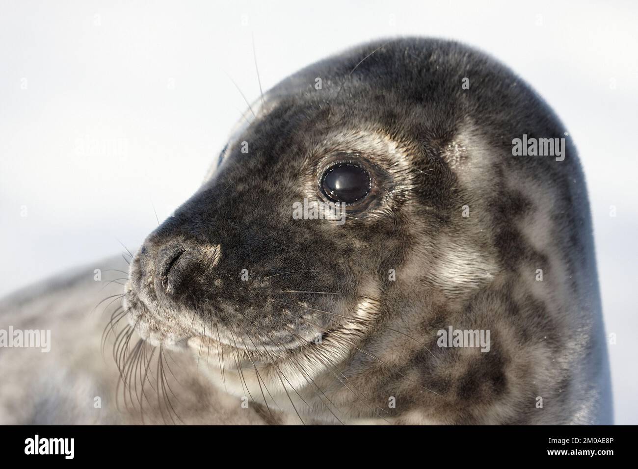 New born baby seals in the snow, at Donna Nook, Norfolk