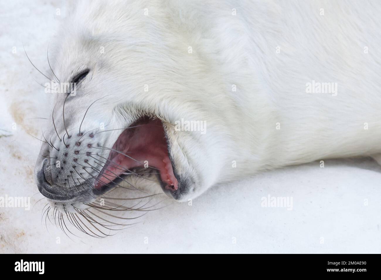 New born baby seals in the snow, at Donna Nook, Norfolk