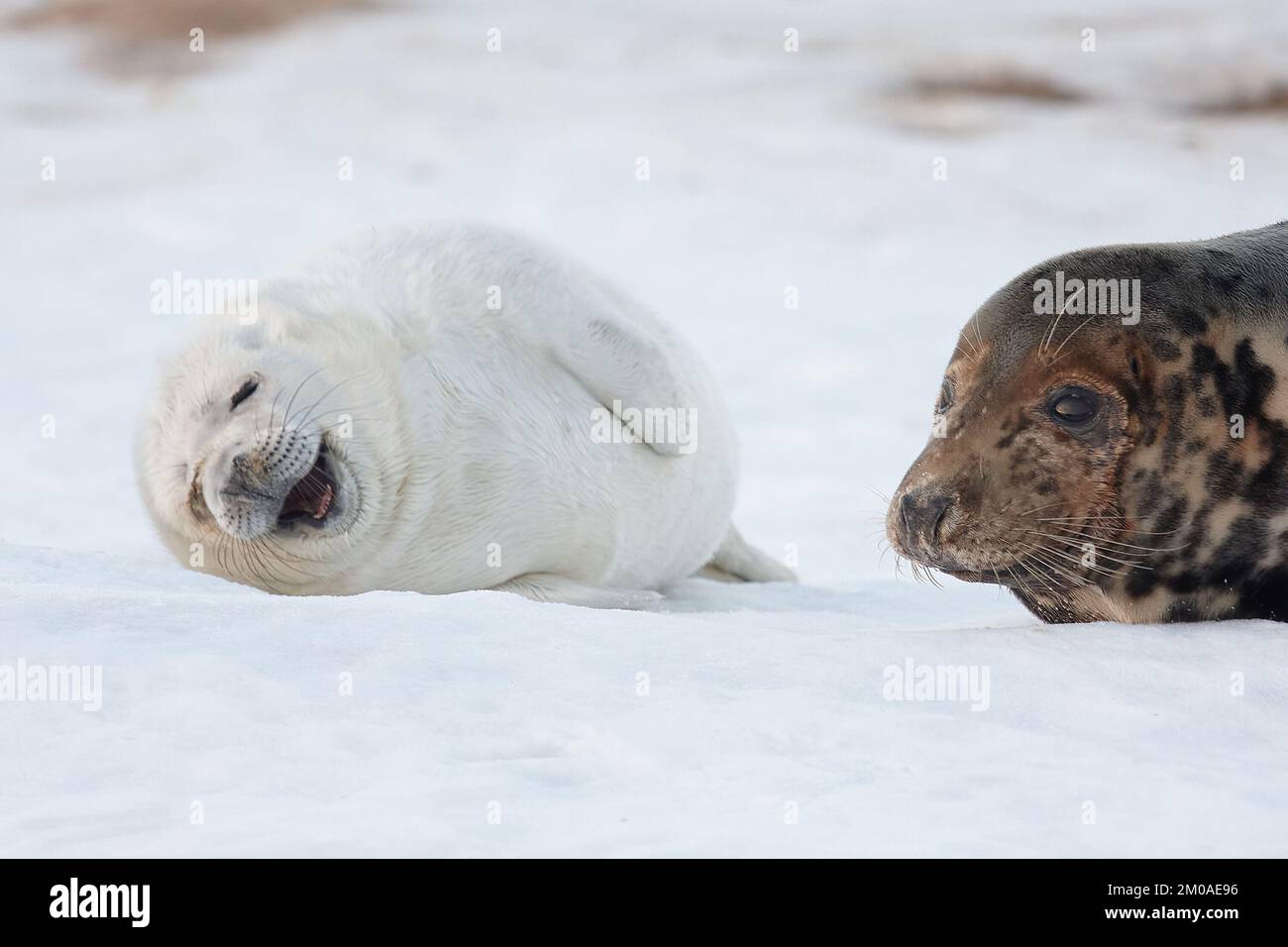 New born baby seals in the snow, at Donna Nook, Norfolk