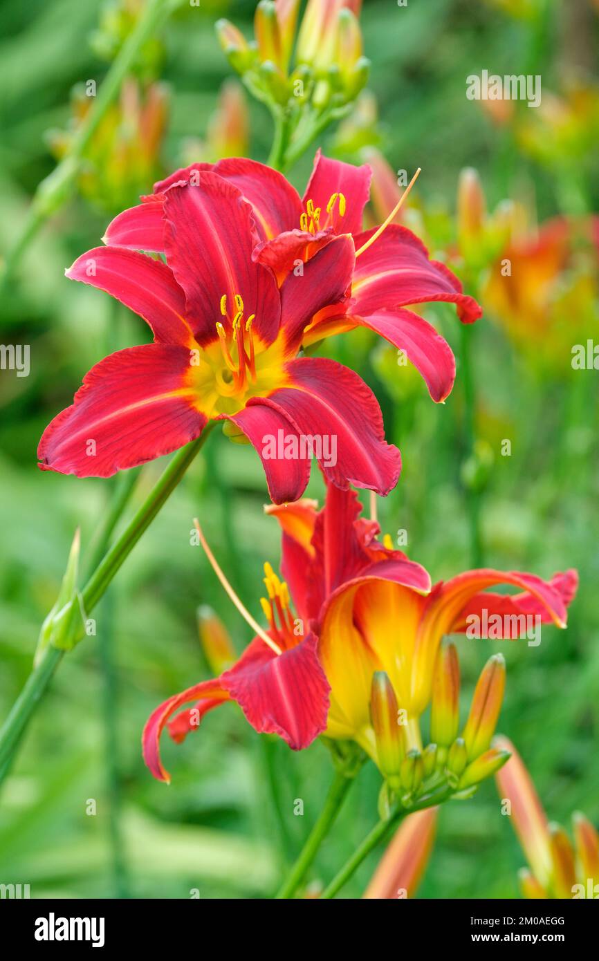 Hemerocallis Stafford, daylily Stafford, deciduous perennial, narrow-petalled, deep red flowers with a yellow throat Stock Photo