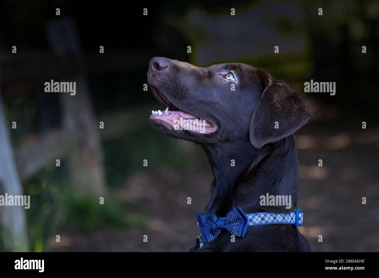 A cute black Labrador looking up wearing a blue bowtie Stock Photo - Alamy