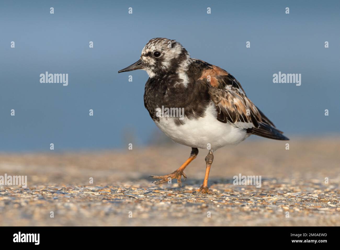 Turnstone, Ruddy Turnstone, Arenaria interpres  Adult moult breeding plumage bird on the sea wall  Norfolk  April Stock Photo