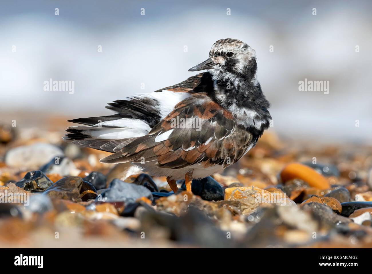 Turnstone, Ruddy Turnstone, Arenaria interpres  Adult breeding plumage bird standing on a shingle beach  Norfolk  April Stock Photo