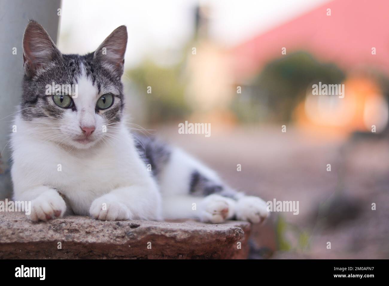 A portrait of a cute gray and white cat posing for a picture Stock ...
