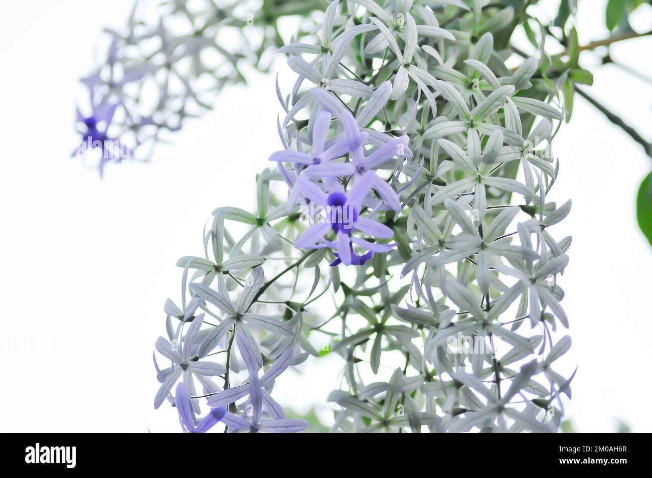 Sandpaper vine, Purple wreath or Queens wreath flower or purple flower Stock Photo