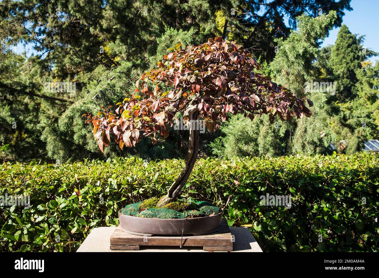 Spain, Madrid, Real Jardn Botnico, Botanical Garden, Bonsai, Prunus  cerasifera var. pissarsii Stock Photo - Alamy