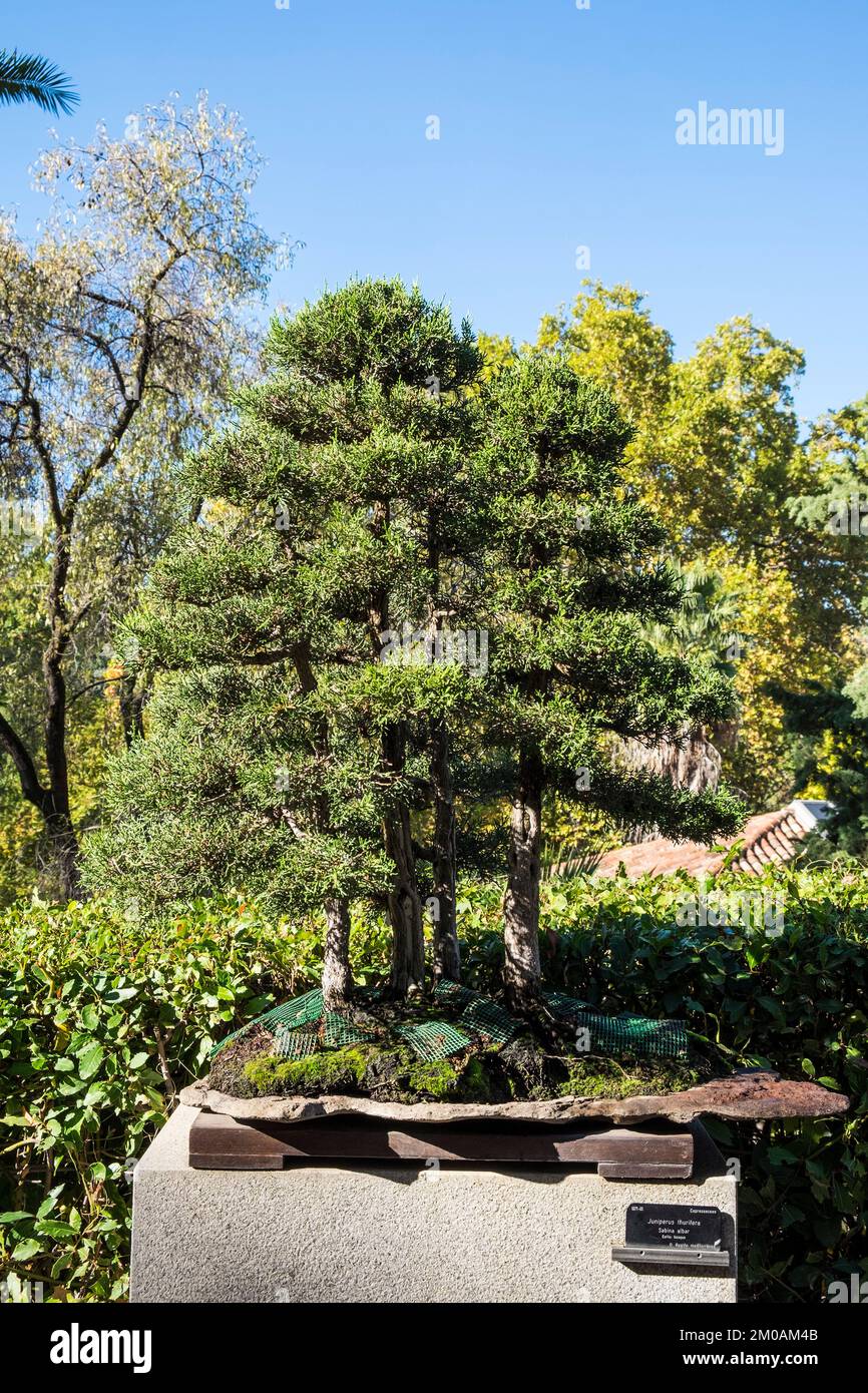 Spain, Madrid, Real Jardín Botánico, Botanical Garden, Bonsai, Juniperus thurifera Stock Photo