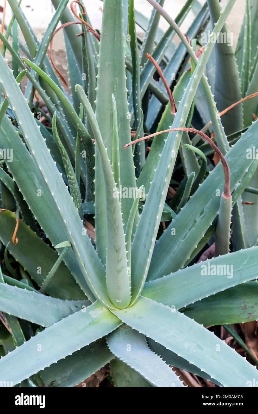 Real aloe hi-res stock photography and images - Alamy