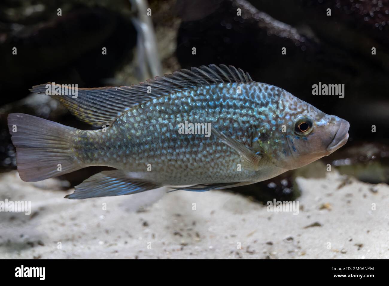 Tanganyika tilapia (Oreochromis tanganicae), cichlid endemic to Lake Tanganyika and the inflowing rivers, ray-finned fishe in the family Cichlidae. Stock Photo
