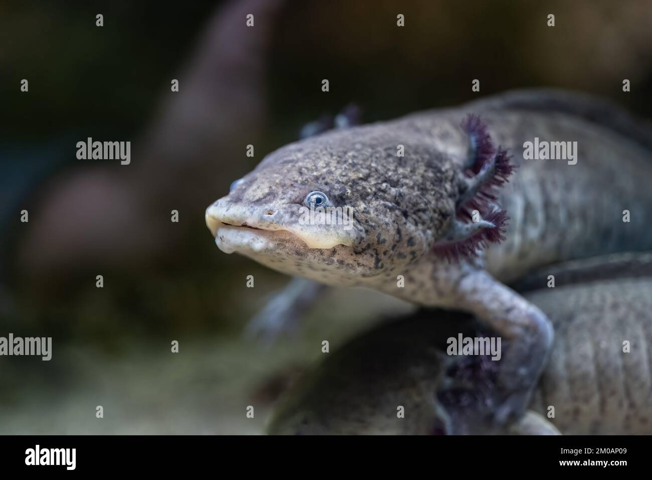 The axolotl (Ambystoma mexicanum) paedomorphic salamander, critically endangered amphibian in the family Ambystomatidae, endemic to Mexican lakes of X Stock Photo