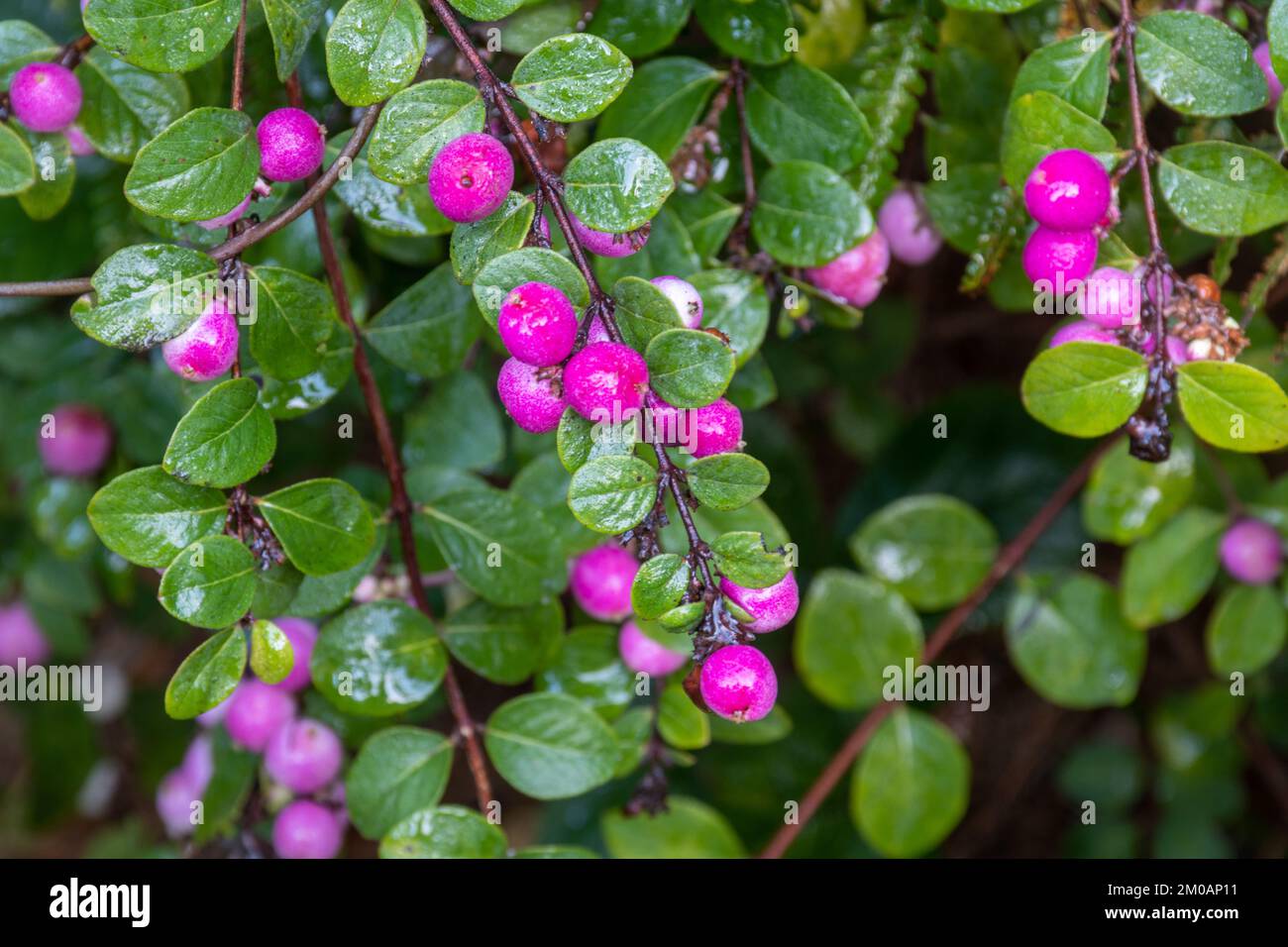 Pink berries on a snowberry bush (Symphoricarpos x chenaultii, the Chenault coralberry shrub) in November, England, UK Stock Photo